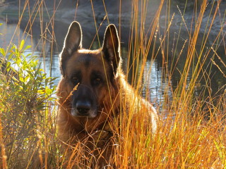 German shepherd