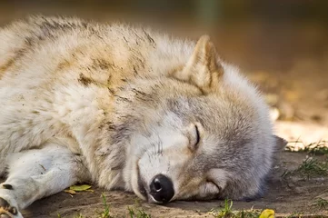 Crédence de cuisine en verre imprimé Loup Loup gris endormi
