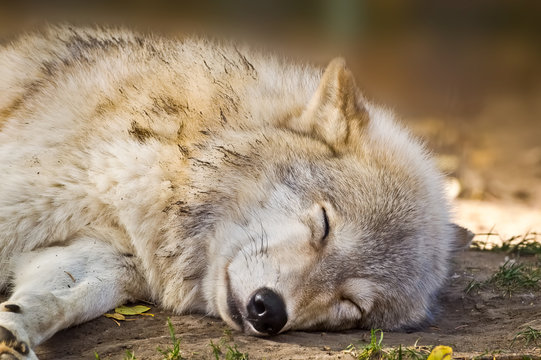 Grey Wolf Sleeping