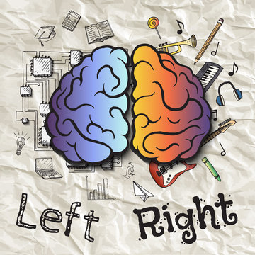The left and right hemispheres of the brain.