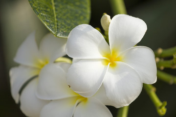 Obraz premium white and yellow Plumeria. (frangipani flowers, Frangipani, Pagoda tree or Temple tree)