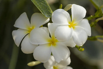 Fototapeta premium white and yellow Plumeria. (frangipani flowers, Frangipani, Pagoda tree or Temple tree)