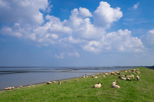 Wattenmeer und Deichschafe