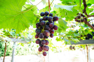 bunches of red wine grapes hang from a vine