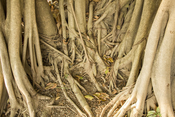 The tree roots in public temple Thailand