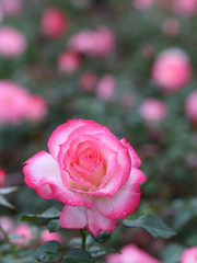雨上がり　バラ