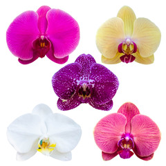 Collection of orchid flower isolated on white background