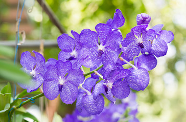Purple vanda orchid