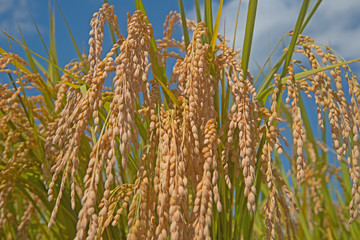 収穫の秋実りの稲穂