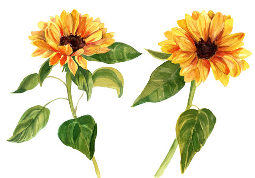 Two watercolor sunflowers with green leaves on white background