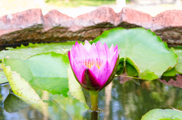 This beautiful water lily or lotus flower