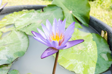 This beautiful water lily or lotus flower