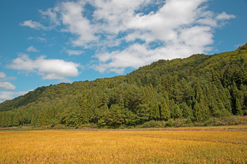 収穫の秋水田の稲穂と青空