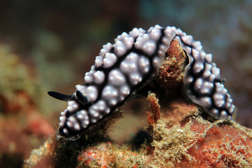 Pustulose Wart Slug (Phyllidiella Pustulosa, Phyllidia Pustulosa). Padang Bai, Bali, Indonesia