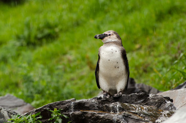 Fototapeta premium Pinguino, Boulders, Cape Town - Sudafrica