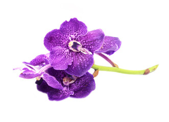 Beautiful orchid flower, isolated