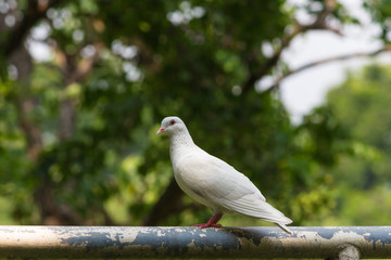 The white pigeon standing on the pole under sunlight