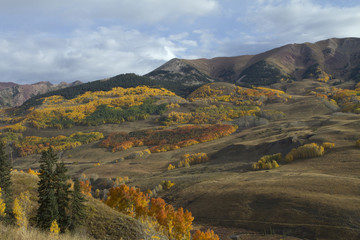 Sunrise of Aspen Trees