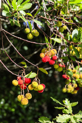 Sardinië, planten en bomen op de hoogvlakte boven Tuili