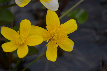 Yellow water crowfoot flowers in a pond