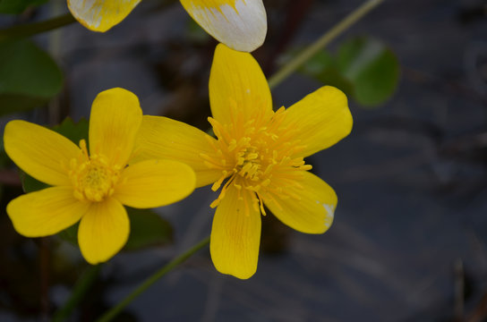 Yellow Water Crowfoot Flowers In A Pond