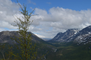 Obraz premium Birch tree and Norwegian mountains, northern Scandes, Narvik