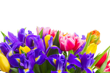 Obraz na płótnie Canvas spring tulips and irises