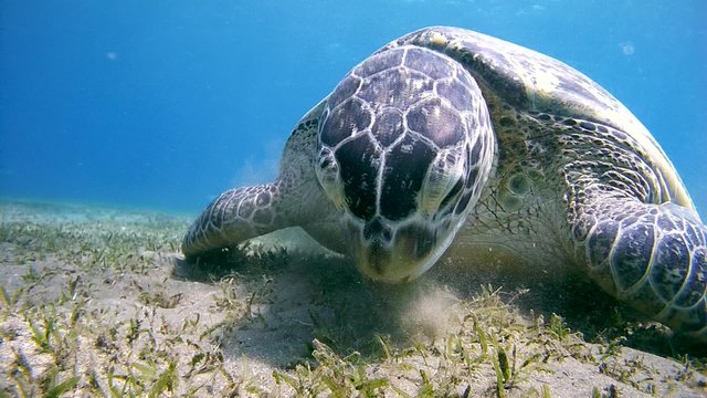 green sea turtle (Chelonia mydas) eating sea grass at the sandy bottom and exits the frame (tripod) Red sea, Marsa Alam, Abu Dabab, Egypt
