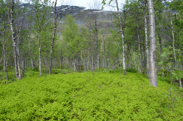 Light green ferns in subarctic birch tree understory, Norway