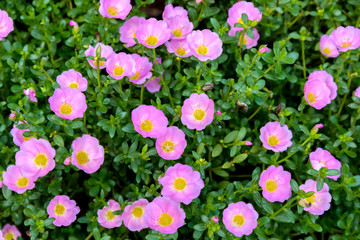 Pink Primrose Flowers