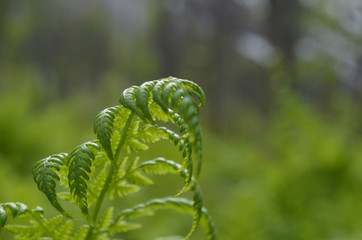 Young lightgreen fern in birch forest understory, Norway