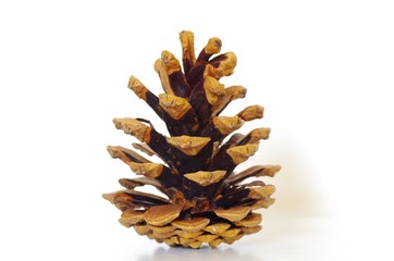 Kiefernzapfen