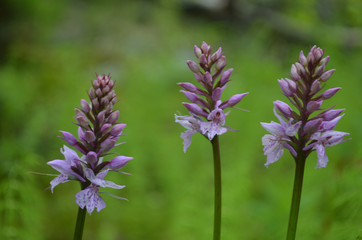 Purple orchid flowers in subarctic meadow, northern Scandes