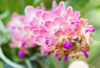 Fototapeta na wymiar Macro of pink Aerides orchid flower