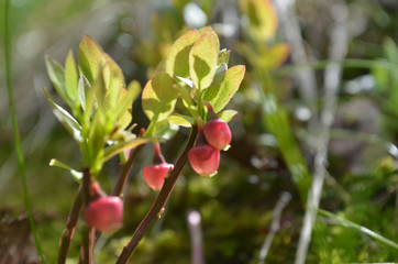 Blueberry shrub with young berries