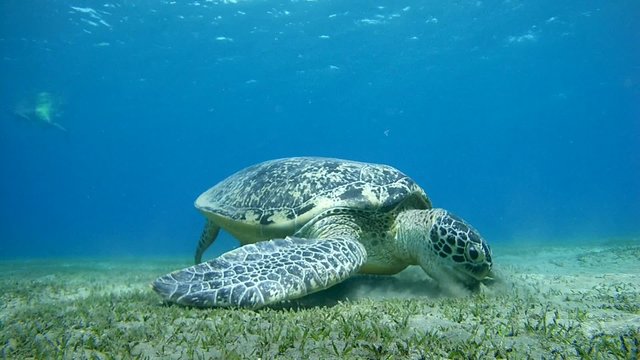 green sea turtle&nbsp;(Chelonia mydas) eating sea grass at the sandy bottom and exits the frame (tripod) Red sea, Marsa Alam, Abu Dabab, Egypt

