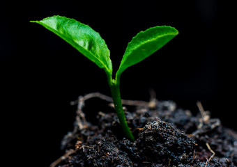 tree small plant, in black background