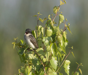Eastern Kingbird in tree