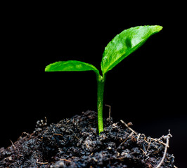 tree small plant, in black background