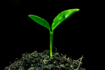 tree Small plant,in black background