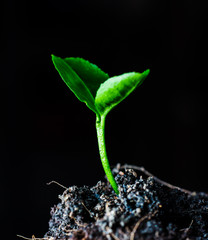 tree Small plant,in black background