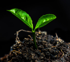 tree Small plant,in black background