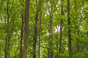 Obraz premium beautiful green forest - view inside of the forest