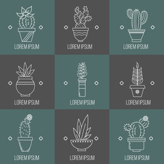Set of succulent plants and cactuses in pots..Linear logo element