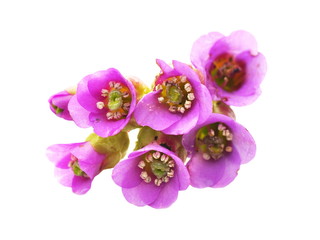 Pink saxifrage bergenia flower