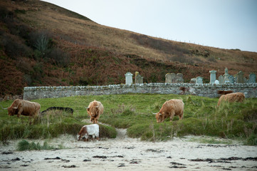 A herd of highland cattle in front of a cemetery on Islay, Scotland