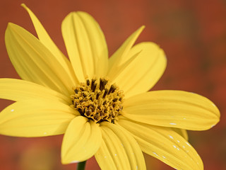 Jerusalem artichoke flower autumn outdoor