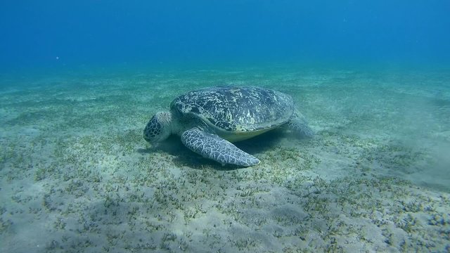 green sea turtle (Chelonia mydas) eating sea grass at the sandy bottom and exits the frame (tripod) Red sea, Marsa Alam, Abu Dabab, Egypt
