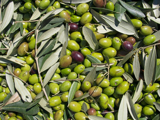 Olive harvest, Italy 2015