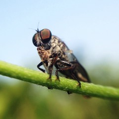 robber fly on green stick 